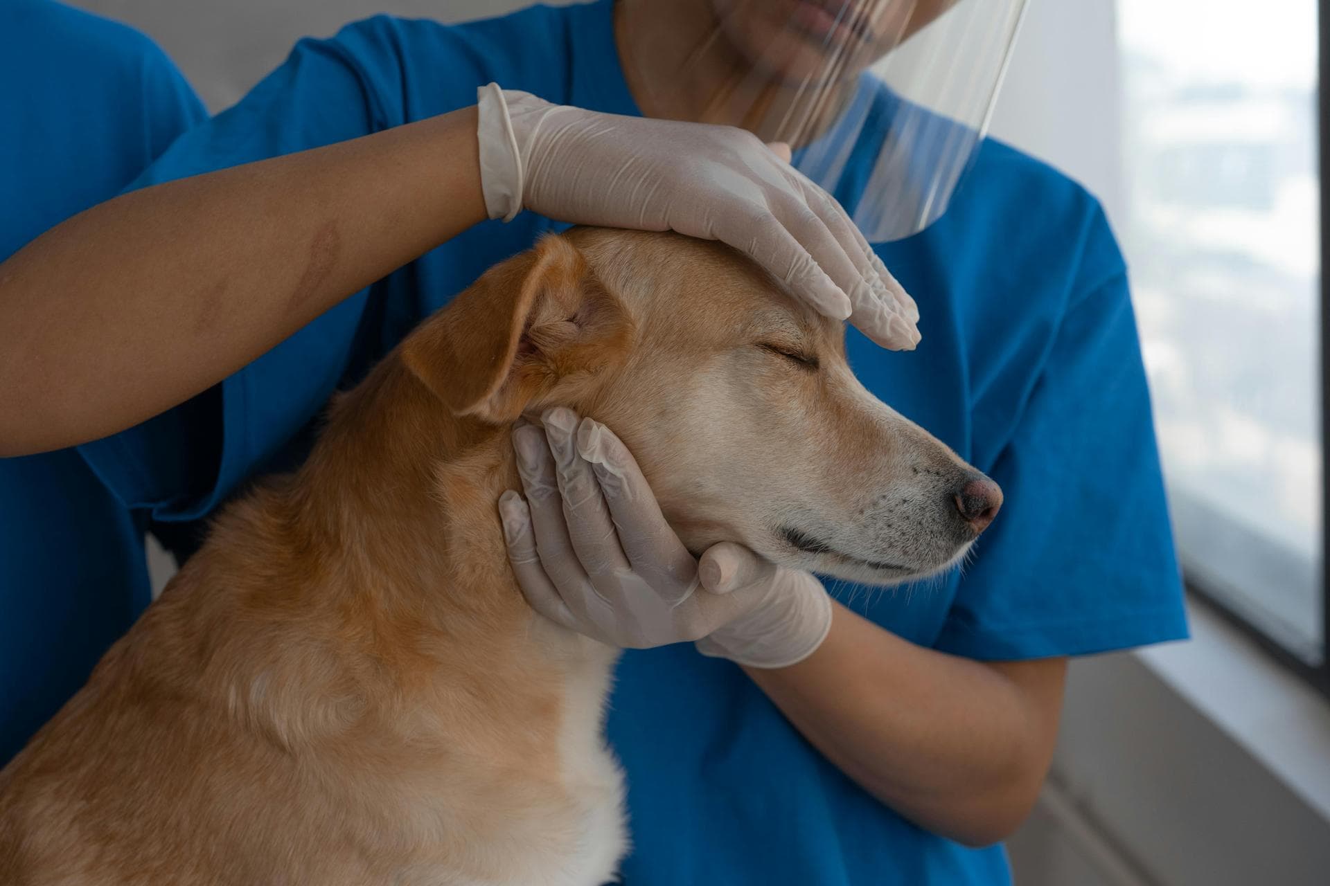 Emergency vets in Independence